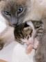Domestic Cat, Cross Bred Tabby Kitten With Siamese Mother by Jane Burton Limited Edition Print