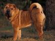 Shar Pei Portrait Showing The Curled Tail And Wrinkles On The Back by Adriano Bacchella Limited Edition Print