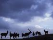 Red Deer Herd Silhouette At Dusk, Strathspey, Scotland, Uk by Pete Cairns Limited Edition Print