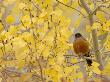 American Robin, Male In Aspen Tree, Grand Teton National Park, Wyoming, Usa by Rolf Nussbaumer Limited Edition Print