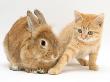 Ginger Kitten With Paw Extended And Sandy Lop Rabbit by Jane Burton Limited Edition Pricing Art Print