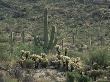 Saguaro National Park, Arizona, With Saguaro Cactus And Silver Cholla by Rolf Nussbaumer Limited Edition Print