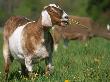 Domestic Goat, Grazing, Usa by Lynn M. Stone Limited Edition Print