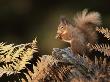 Red Squirrel In Autumn, Scotland, Uk Strathspey by Pete Cairns Limited Edition Print