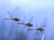 Common Darter Dragonfly Male Landing On Flower, Uk by Kim Taylor Limited Edition Print