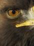 Golden Eagle (Aquila Chrysaetos) Close Up Of Eye, Cairngorms National Park, Scotland, Uk by Pete Cairns Limited Edition Print