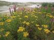 Common Tansy In Flower, Sweden by Staffan Widstrand Limited Edition Print