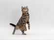Domestic Cat, Brown Spotted Tabby Reaching Up by Jane Burton Limited Edition Print
