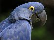 Hyacinth Macaw, Head Profile by Eric Baccega Limited Edition Print