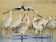 Sandhill Cranes Displaying, Bosque Del Apache National Park, Nm, Usa by Rolf Nussbaumer Limited Edition Print