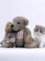 Domestic Cat, Two Persian Kittens With Teddy Bear by Jane Burton Limited Edition Print