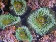 Giant Green Anemones, Olympic National Park, Washington, Usa by Georgette Douwma Limited Edition Print
