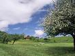 Traditional Farmhouse And Apple Tree In Blossom, Unteraegeri, Switzerland by Rolf Nussbaumer Limited Edition Print