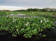 Water Hyacinth Covering Lake, Texas, Usa by Rolf Nussbaumer Limited Edition Print