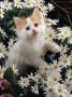 Domestic Cat, Turkish Van Kitten Among White Dasies With Pink Primulas by Jane Burton Limited Edition Print