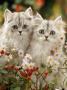 Domestic Cat, Two Silvertabby Persian Kittens Among Michaelmas Dasies And Rose Hip by Jane Burton Limited Edition Print