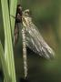 Migrant Hawker Dragonfly Just Emerged From Pupa, Cornwall, Uk by Ross Hoddinott Limited Edition Print