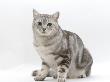 Domestic Cat, 4-Year Silver Tabby Male Kitten by Jane Burton Limited Edition Print
