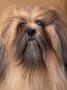 Lhasa Apso Portrait With Hair Tied Back Away From Face by Adriano Bacchella Limited Edition Print