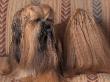 Lhasa Apso With Plaited Hair Looking Back by Adriano Bacchella Limited Edition Print