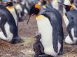 King Penguin With Young Chick (Aptenodytes Patagonica) South Georgia by Reinhard Limited Edition Print