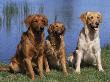 Three Golden Retrievers, Usa by Lynn M. Stone Limited Edition Print