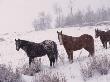 Domestic Horses, In Snow, Colorado, Usa by Lynn M. Stone Limited Edition Pricing Art Print