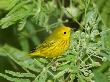 Yellow Warbler, Male, South Padre Island, Texas, Usa by Rolf Nussbaumer Limited Edition Print