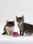 Orphan Kittens With Toy Mouse, Fit And Healthy, Five Weeks After Being Rescued As 7-Week Kittens by Jane Burton Limited Edition Print