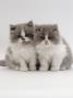 Domestic Cat, 9-Week, Blue Bicolour Persian Kittens by Jane Burton Limited Edition Pricing Art Print