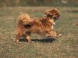 Tibetan Spaniel Running by Adriano Bacchella Limited Edition Print