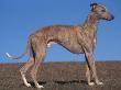 Whippet by Adriano Bacchella Limited Edition Print