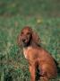 Smooth / Short-Haired Segugio Italiano Hound Puppy Portrait by Adriano Bacchella Limited Edition Print