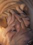 Shar Pei Portrait Showing Wrinkles On Top Of The Head by Adriano Bacchella Limited Edition Print