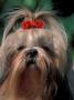 Shih Tzu With Hair Tied Up by Adriano Bacchella Limited Edition Print