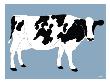Blue Dairy Cow by Avalisa Limited Edition Print
