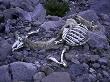 Animal Skeleton, Argentina by Michael Brown Limited Edition Pricing Art Print