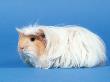 Red Moulted Coronet Guinea Pig by Petra Wegner Limited Edition Print