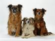 Mixed Breed Dogs by Steimer Limited Edition Print