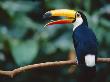 Toco Toucan In Tree, Igazu National Park, Brazil, Iguassu by Staffan Widstrand Limited Edition Print