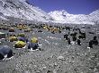 A Heard Of Yaks And Tents, Nepal by Michael Brown Limited Edition Pricing Art Print