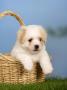 Coton De Tulear Puppy, 6 Weeks, In A Basket by Petra Wegner Limited Edition Print