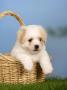 Coton De Tulear Puppy, 6 Weeks, In A Basket by Petra Wegner Limited Edition Pricing Art Print