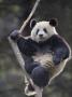 Subadult Giant Panda Climbing In A Tree Wolong Nature Reserve, China by Eric Baccega Limited Edition Print