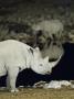 Black Rhinoceros At Okaukuejo Waterhole At Night, Etosha Np, Namibia by Tony Heald Limited Edition Print