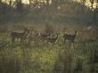 Barasingha Swamp Deer Kaziranga Np, Assam, India by Jean-Pierre Zwaenepoel Limited Edition Pricing Art Print