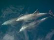 Common Bottlenose Dolphin Surfacing, Baja California, Sea Of Cortez, Mexico by Mark Carwardine Limited Edition Pricing Art Print