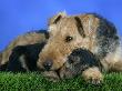 Domestic Dog, Welsh Terrier With Puppy, 7 Weeks by Petra Wegner Limited Edition Print