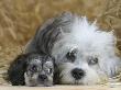 Domestic Dog, Dandie Dinmont Terrier With Puppy, 6 Weeks by Petra Wegner Limited Edition Print
