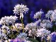 Wild Garlic Ramsons Among Bluebells, Lanhydrock Woodland, Cornwall, Uk by Ross Hoddinott Limited Edition Print